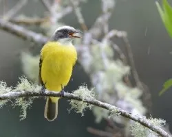 Myiozetetes similis