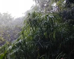 Lluvia2