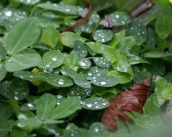 Lluvia3