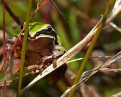 Hyla eximia