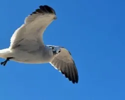 Gaviota