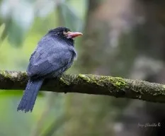 Monasa morphoeus
