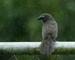 Saltator coerulescens