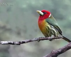 Eubucco bourcierii