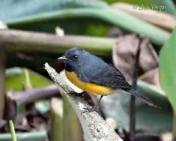 Myioborus miniatus