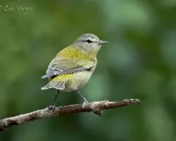 Oreothlypis peregrina