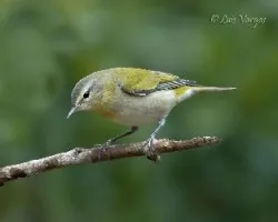 Oreothlypis peregrina