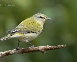 Oreothlypis peregrina