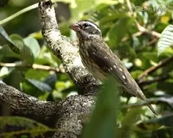 Pheucticus ludovicianus