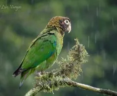 Lluvia