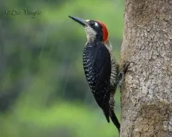 Lluvia