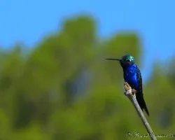 Colibríes en descanso