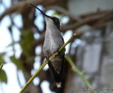 Colibríes en descanso