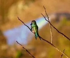 Picaflor descansando