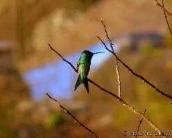 Picaflor descansando