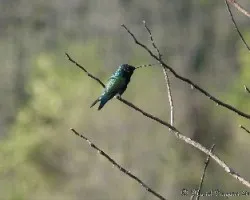 Picaflor descansando