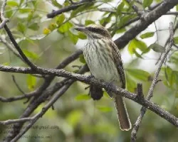 Myiodynastes maculatus