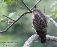 Buteo platypterus