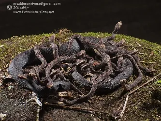 Porthidium nasutum