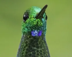 Heliodoxa jacula