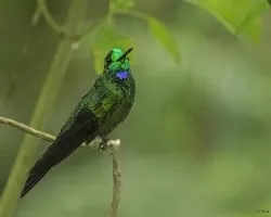 Heliodoxa jacula