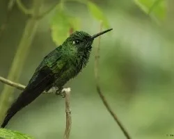 Heliodoxa jacula