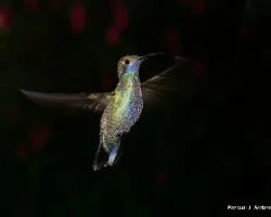 Colibri thalassinus