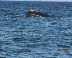 Eubalaena australis