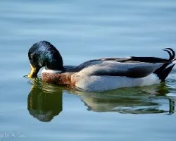 Anas platyrhynchos
