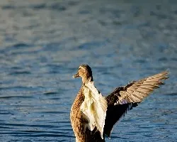 Anas platyrhynchos
