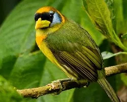 Eubucco bourcierii