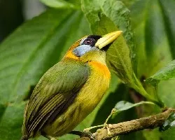 Eubucco bourcierii