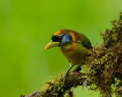 Eubucco bourcierii