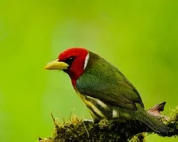 Eubucco bourcierii