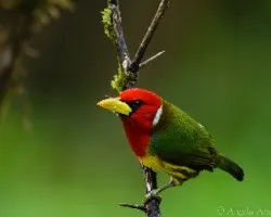 Eubucco bourcierii