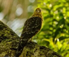 Milvago chimachima