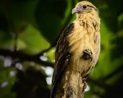 Milvago chimachima