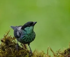 Tangara heinei