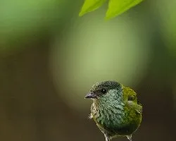 Tangara heinei