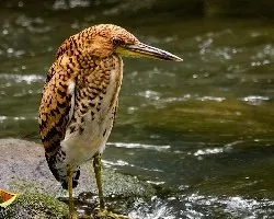 Tigrisoma lineatum