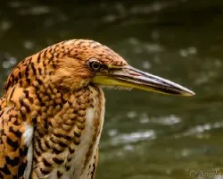 Tigrisoma lineatum