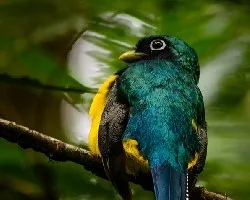 Trogon rufus