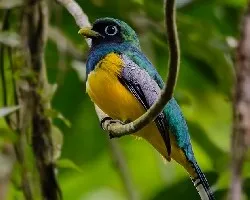 Trogon rufus