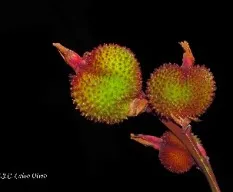 Canna índica