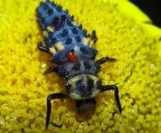 Metamorfósis de la mariquita