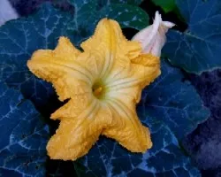 Cucurbita maxima