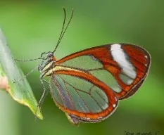 Greta oto