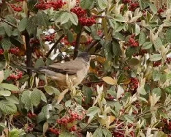 Turdus falcklandii
