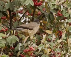 Turdus falcklandii