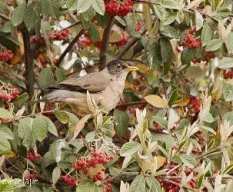 Turdus falcklandii
